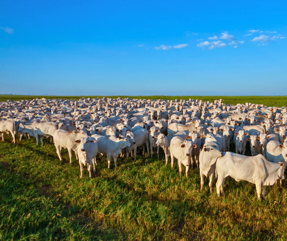 Secretaria de Agricultura reforça a atualização obrigatória dos dados do rebanho que acontece durante o mês de maio